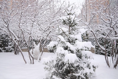 Kuban braces for severe frosts 10°C below normal