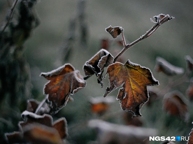 По ночам изморозь покроет не успевшие сбросить листву деревья | Источник: Максим Серков / NGS42.RU