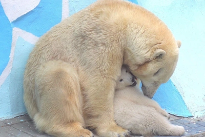 Герда кормит медвежонка на улице: видео из зоопарка