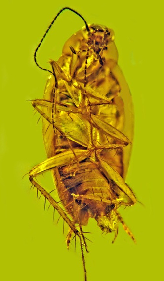 «Для него это лучшее место»: в янтаре впервые нашли таракана и его сперму возрастом 30 млн лет
