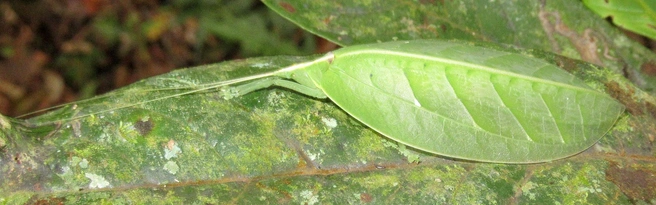 Кузнечик, похожий на лист. Прыгать он не умеет | Источник: Александр Фомичев