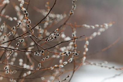 Вербное воскресенье в 2026 году: традиции и правила