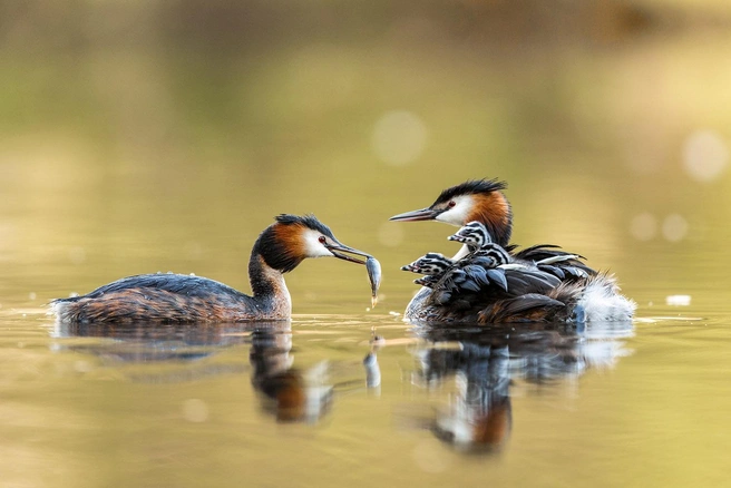 Источник: Corinna Leonbacher / GDT Nature Photographer of the Year