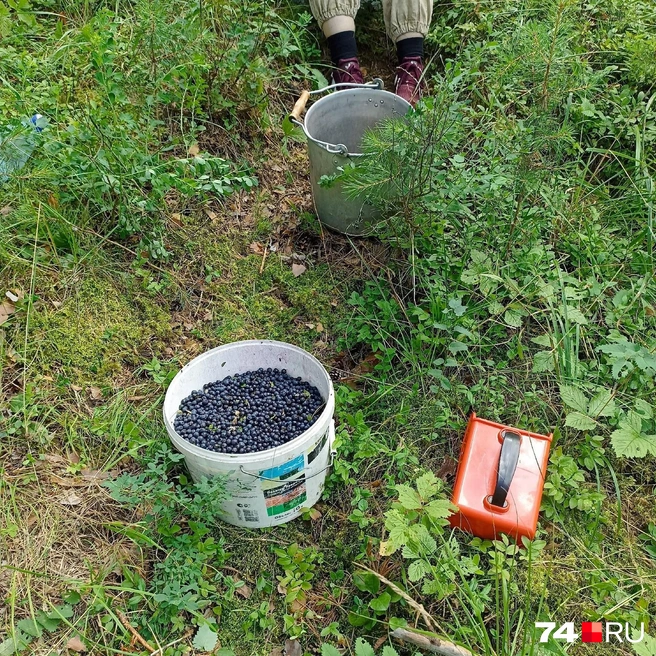 Инструмент ускоряет дело, но повреждает делянки: некоторые кустики он вырывает с корнем | Источник: Рыбалка в Миассе, Челябинской области&nbsp;— отчеты / Vk.com