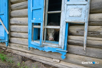 Бу, Полутовых дома нет! | Источник: Олег Фёдоров / CHITA.RU
