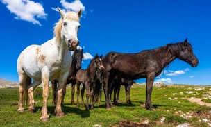 Кроссворд дня № 8: вспомните породы лошадей — и получите совет для уверенного движения вперед