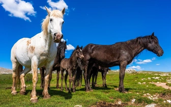 Кроссворд дня № 8: вспомните породы лошадей — и получите совет для уверенного движения вперед