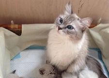 Кошка Дмитрия Медведева окотилась