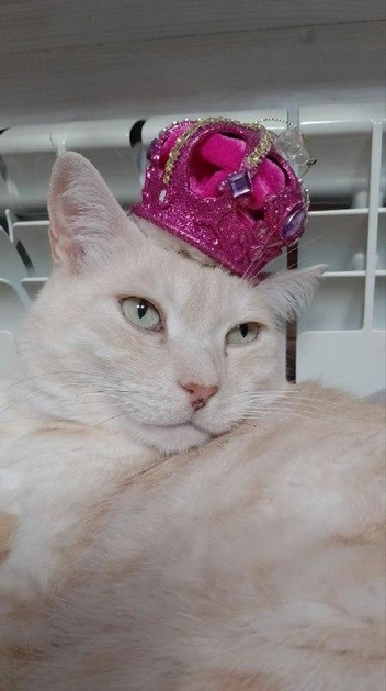 «Можете любоваться. Приносите дары в виде креветок к моему трону (дивану)» | Источник: читатель НГС