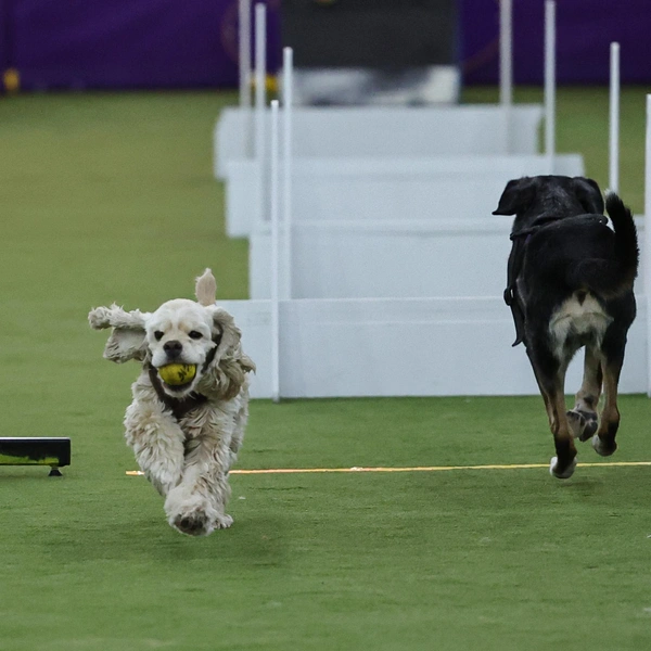 Источник: Jamie McCarthy/Getty Images for Westminster Kennel Club