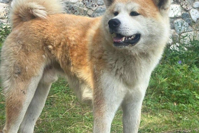 Owner Found for Akita Dog Rescued Near Lake Baikal