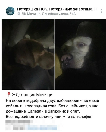 Хозяйка и нашедшая лабрадоров девушка выложили посты в одной группе, Элины&nbsp;— в 04:35 | Источник: предоставила Алена