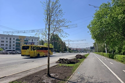 В Уфе пересчитают все деревья и кустарники за 10 млн