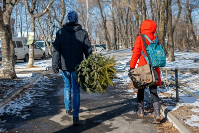 Биолог из Ярославля предупредил о насекомых на елках