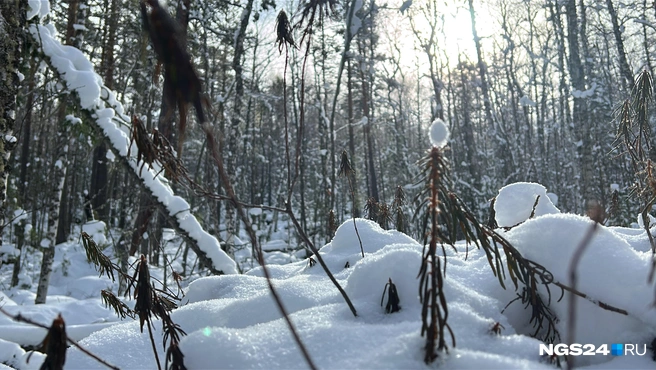 Багульник | Источник: Алексей Тайганавт / NGS24.RU