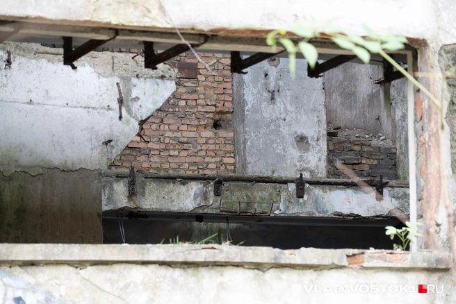 Источник: Елена Буйвол / VLADIVOSTOK1.RU