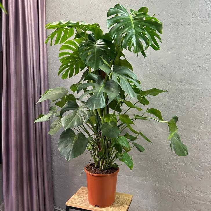 Источник: Flowwow