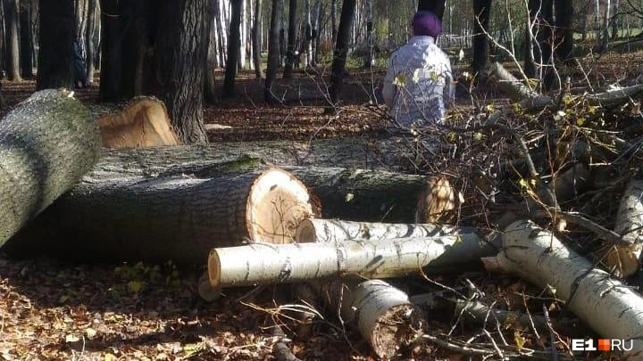 Вырубка старых деревьев была предусмотрена планом реконструкции | Источник: читатель E1.RU