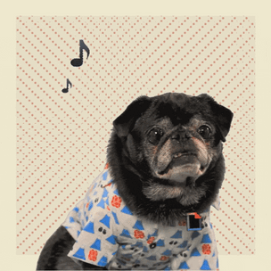 iMusic Friday: расслабляющие треки для кошек и собак
