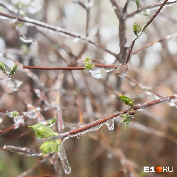 Источник: Читатель E1.RU