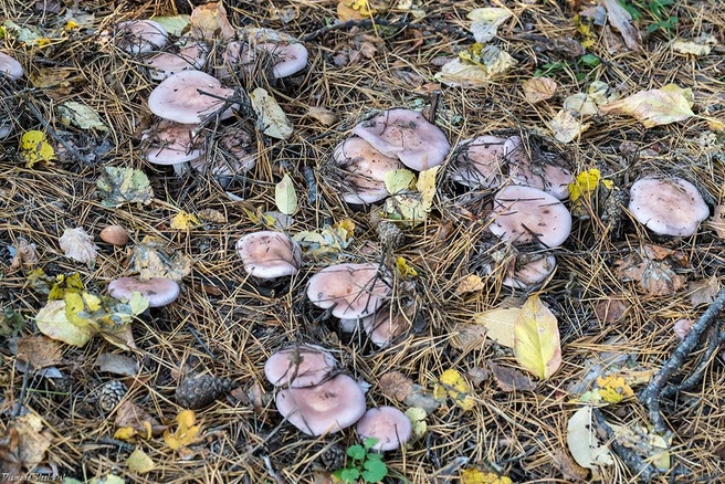 Рядовку легко увидеть в траве | Источник: mycology.su