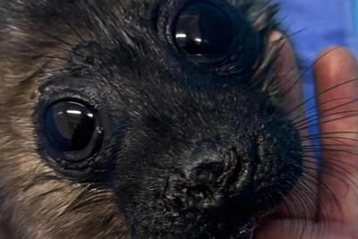 У нерпы с Ладоги нашли легочных паразитов