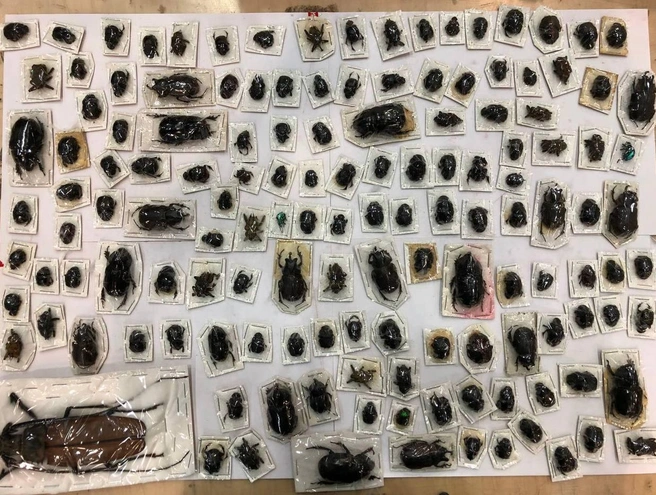 Внутри находилось 200 сушеных особей | Источник: Официальный канал ФТС России / Telegram