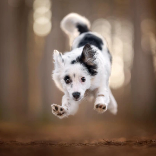 Финалист в номинации «В движении» | Источник: Perdita Petzl / Dog Photography Awards 2025