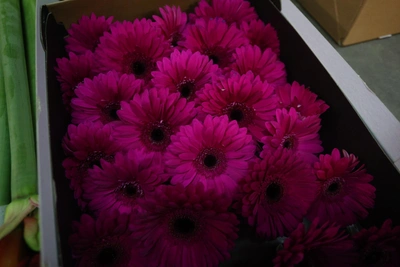 В Омскую область пытались завезти цветы с опасным вредителем