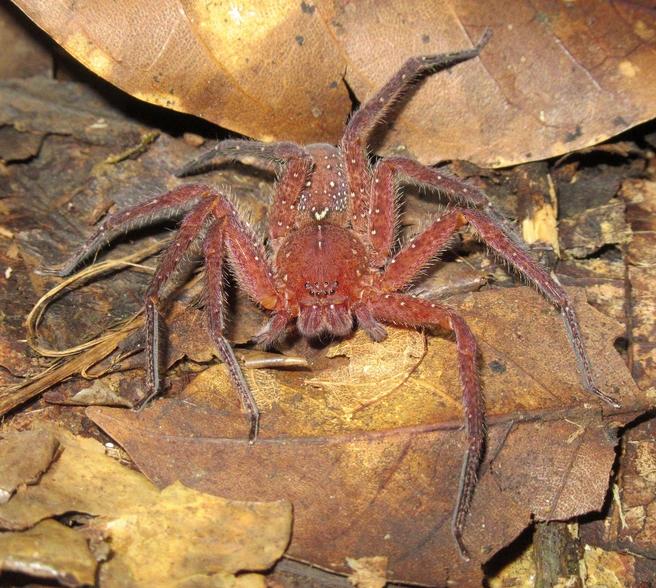 Многие пауки, которых нашел герой, еще неизвестны науке | Источник: Александр Фомичев