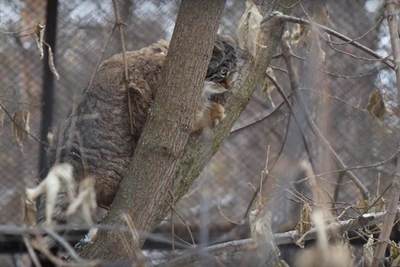 Манул не смог развернуться на дереве в зоопарке