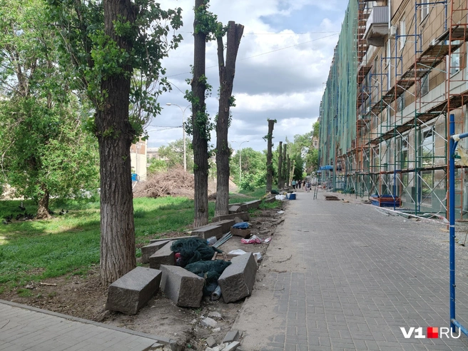 А вот так выглядят деревья, которые, по словам жителей, выглядели как вполне здоровые | Источник: Мария Умнова / V1.RU