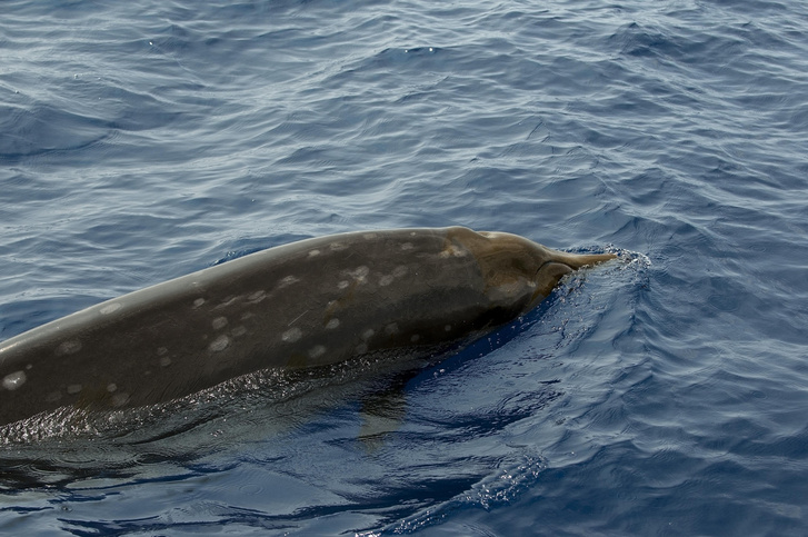 Найдено объяснение суицидальному поведению китов
