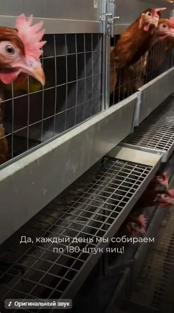 Сколько куриц нужно, чтобы каждый день собирать по 180 яиц? | Источник: Владислав Захаров / Vk.com
