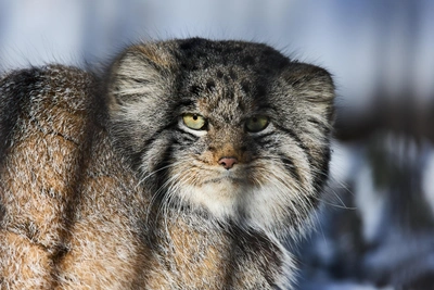 Общительный манул подошел к гостье зоопарка