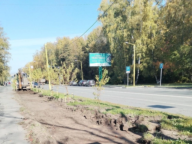 Высадка деревьев прошла летом | Источник: Михаил Н., «Сообщество Академгородка | Новосибирск» / «ВКонтакте»