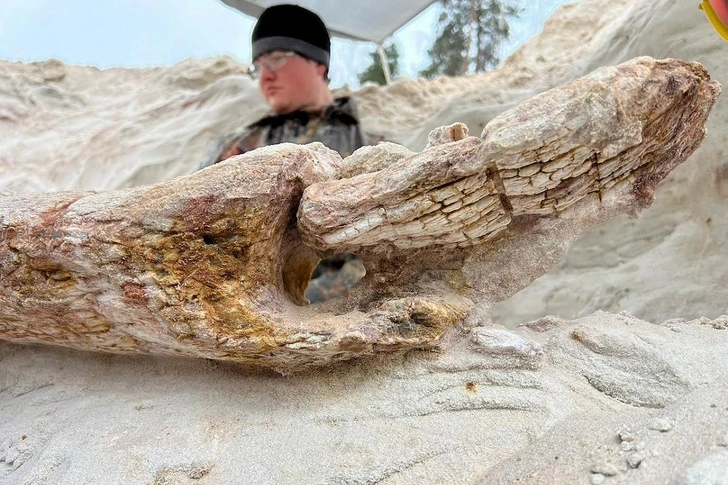 В Ленобласти найдено дерево возрастом 385 млн лет: уникальная находка меняет представления об эволюции растений В Ленобласти найдено дерево возрастом 385 млн лет: уникальная находка меняет представления об эволюции растений