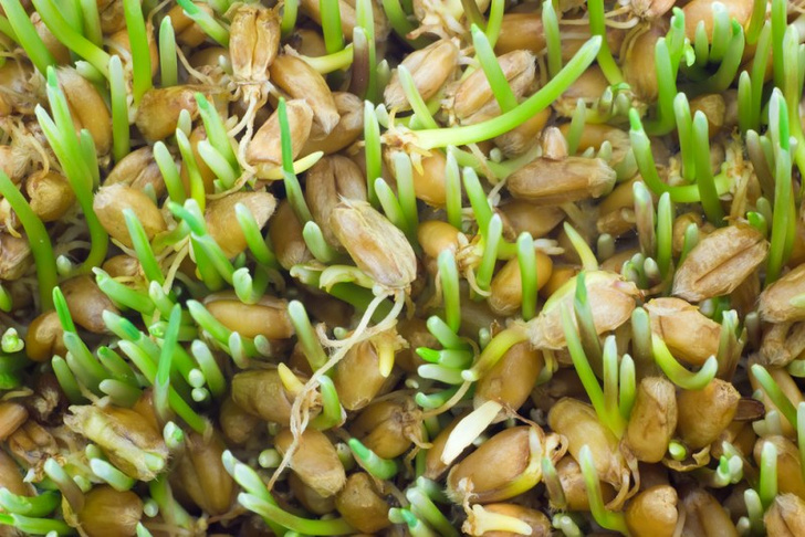Полезные свойства масла ростков пшеницы