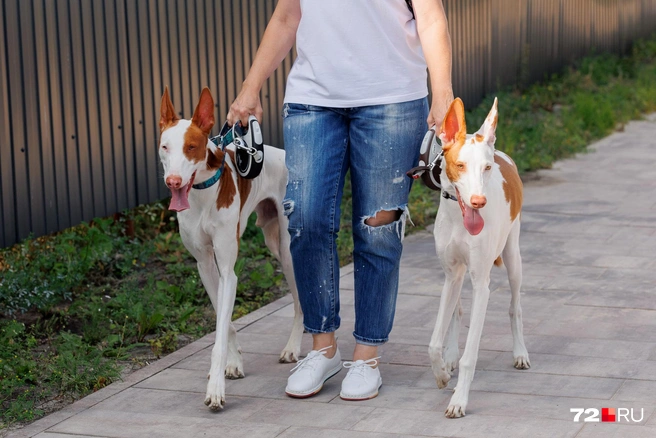 Какие длинноногие красавцы! Вот так, чинно-благородно вышагивать они не особо любят. Так что, считайте, исключение из правил | Источник: Ирина Шарова / 72.RU 