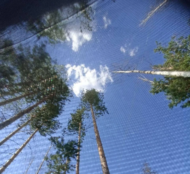 Вид из палатки на лес | Источник: Тихон Хорошун