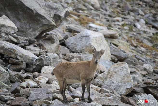 Узункол: маршруты, советы туристам и правила въезда в уникальное ущелье Кавказа | Источник: Иван Высочинский / 26.RU