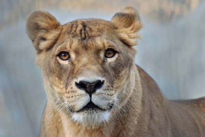 10-летие львицы Найтрии в Новосибирском зоопарке