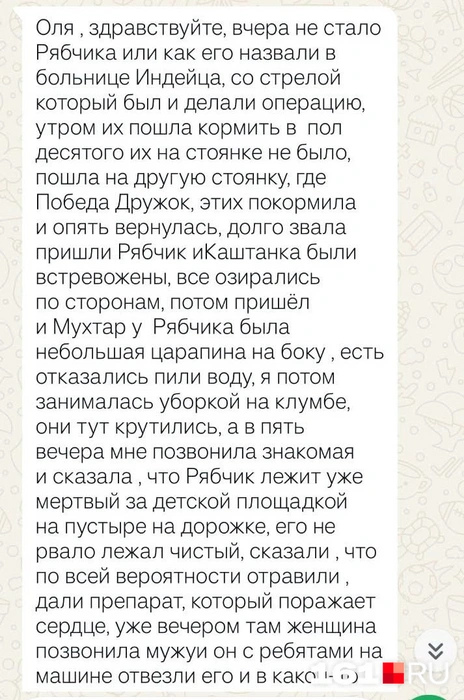 Ростовчанина, стрелявшего в бездомную собаку из арбалета, задержали, но позже отпустили | Источник: читатель 161.RU