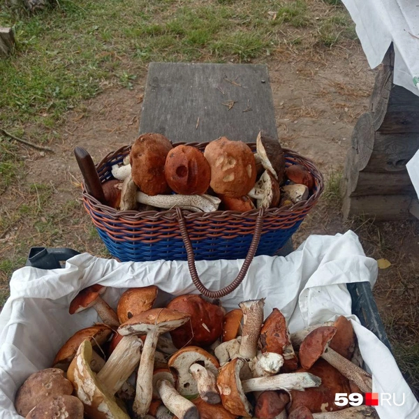 Претенденты на жареху | Источник: Екатерина, читатель 59.RU