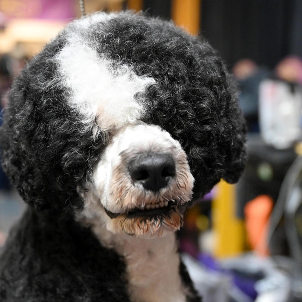 Источник: Bryan Bedder/Getty Images for Westminster Kennel Club