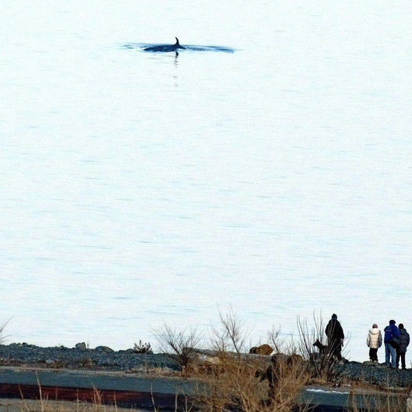 Источник: Игорь Бессараб / SHKOTA NEWS