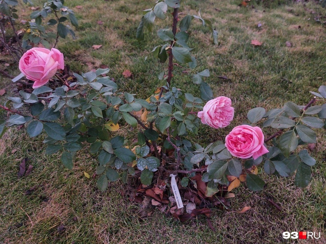 Роза «Королева Швеции» | Источник: Екатерина Железнова / 93.RU