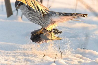 Ястреб в Удельном парке регулирует численность крыс