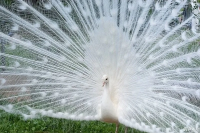 Редких белых павлинов продают в Тюменской области