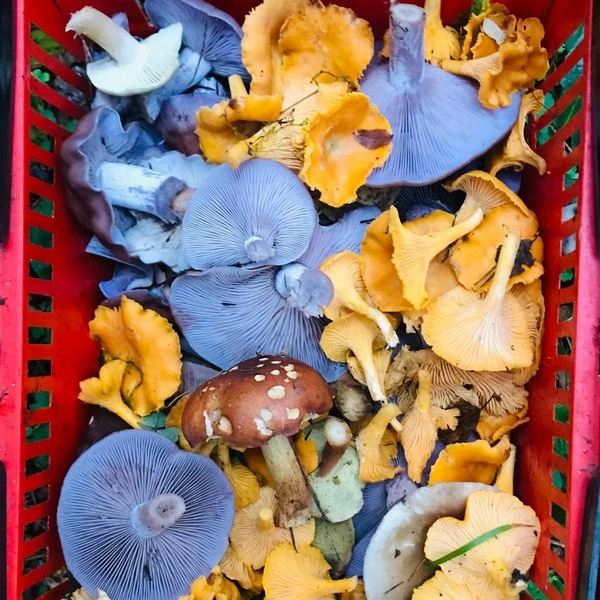 Источник: Андрей Горчаков / Грибы в Подмосковье 2025 / VK.com